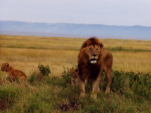 Lion